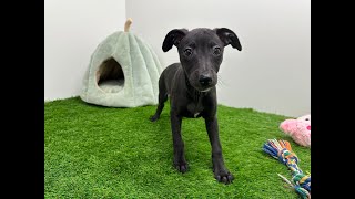 🐶 Whippet 🐶 teefje 🐶 PUP ID 010643148 🐶 [upl. by Karilynn159]