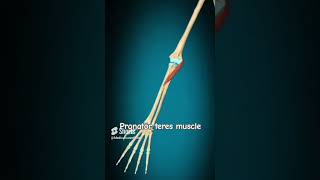 pronator teres muscle actionmedicalcareofHow Anatomy [upl. by Yaniv112]