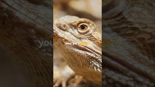 Essential Bearded Dragon Care Tips Lighting Diet amp Habitat  Pet Care 101 [upl. by Hesper]