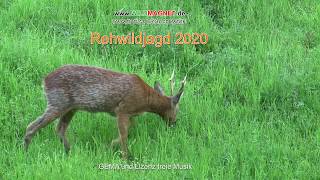 Rehwildjagd 2020 [upl. by Amby]