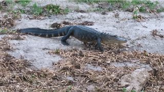 Alligator Walking on Land [upl. by Krigsman]