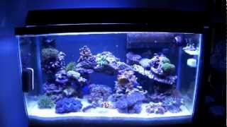 29 Gallon Reef Update Week 12 [upl. by Schacker]