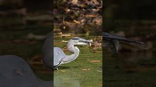 Great Blue Heron Catches a Fish birds greatblueheron shorts z8 wildlife birding [upl. by Westhead]