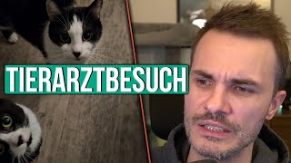 Katze Charlie muss zum Tierarzt [upl. by Nnaeiluj]