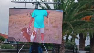 III Mostra Canina Podengo encantou no Porto Santo [upl. by Neala]