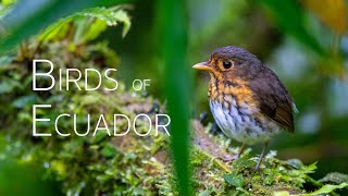 Andean Birding Adventure UpClose Encounters  Birds of Ecuador  Part 2 [upl. by Yelrebma]