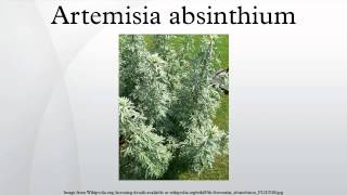 Artemisia absinthium [upl. by Ayenet372]