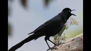 Greattailed Grackle  rare guest Loud and energetic [upl. by Oemor]