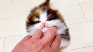 【ミヌエットの子猫】ムニムニされたブサイク顔も可愛い件 ～猫のいる生活Vol930～出産動画 マンチカン短足・ミヌエット・ペルシャ猫専門ブリーダー『ペット蔵人』【子猫の成長記録】 [upl. by Darrey]