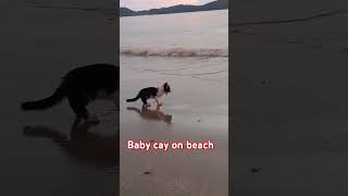 Baby cat on beachbaby catcute baby catforyou cutecat kitti kittty cutepet cutecatshorts [upl. by Ecirtac810]