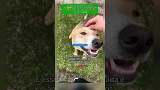 HOMEM HUMILDE CUIDA E ALIMENTA CACHORROS ABANDONADOS adote cachorro resgate pets amor rescue [upl. by Inaluahek]