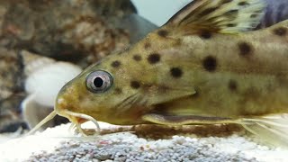 Spotted catfish with African Cichlids Synodontis Multipunctatus [upl. by Jamel]