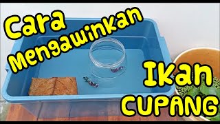 CARA MENGAWINKAN IKAN CUPANG SECARA LENGKAP  PASTI BISA [upl. by Nichole]