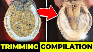 Horse Hoof Cleaning Compilation 8 Minutes Of Full Restoration [upl. by Gisella]