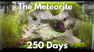 I Dug Up a Huge Stone and Turned It Into The Meteorite Aquarium 250 Day Evolution [upl. by Carlotta]