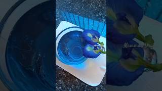 Healthy Blue TeaClitoria ternatea ശംഖ്‌പുഷ്പം shorts shortsyoutube youtubeshorts നീല ചായ [upl. by Corabella]