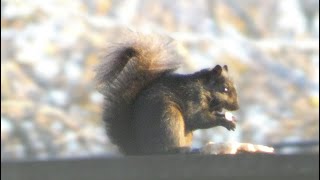 Eastern Grey Squirrel Eats Pizza [upl. by Nilek93]