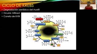 FASES DE LA RESPIRACIÓN CELULAR AERÓBICA  Mg KAREN KELLY ENRIQUEZ SAAVEDRA [upl. by Anertal444]