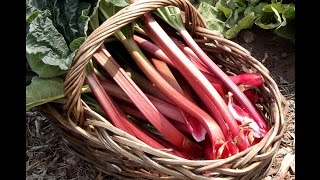 PLANTING AND GROWING RHUBARB [upl. by Sergent]