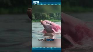 The Incredible World of Pink Dolphins Rare Beauty of Inia geoffrensis 🐬💕 [upl. by Eelrak]