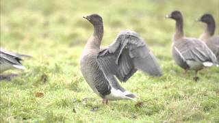 Grey Geese ID Workshop Revisited [upl. by Saunderson716]