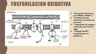 Ciclo de Krebs y La fosforilación oxidativa [upl. by Nelly491]