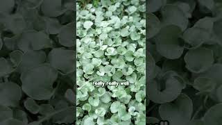 This is the World’s Most Useful Groundcover – Silver Dichondra [upl. by Harrus828]