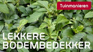 Mooie bodembedekker pachysandra terminalis  Herfst  Tuinmanieren [upl. by Cristoforo911]