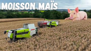 Moisson MAÏS Grain 🐷🌽 [upl. by Nadaba]