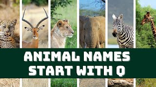 Animals Starting with Q  Learn Animal Words That Start With Letters Q  DonnaKidsTV Learn English [upl. by Swor]