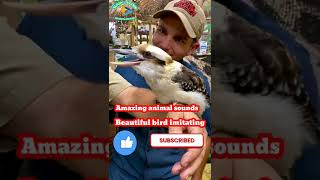 Kookaburra bird mimics animal sounds [upl. by Hayotal]