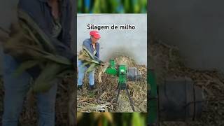 Como fazer silagem de milho vidaruralf4m roça agro ovelha silagem silagemdemilho shorts [upl. by Nide]