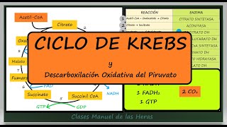 Ciclo de Krebs Formación de Acetil CoA Catabolismo de la Glucosa II Biología Bachillerato [upl. by Luapleahcim278]