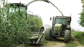 Arundo donax Harvesting and Silage for Biogas production  2013 [upl. by Peggie764]