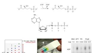 Enzymatic Assays [upl. by Ahmed863]