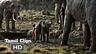 The Jungle Book 2016  Mowgli Help Scene Tamil 915  Movieclips Tamil [upl. by Ynavoj351]