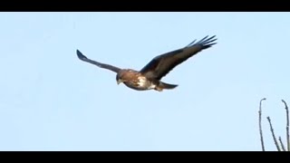 2024 0222 Buzzard and Kestrel hovering MOV [upl. by Susanne]