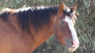 Wild Horse in the Beautiful Mountain Windshorse nature mountains [upl. by Garnes]