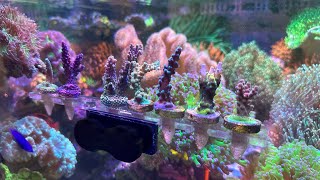 Adding SPS Corals to the Waterbox Reef Tank From BattleCorals [upl. by Mountford]