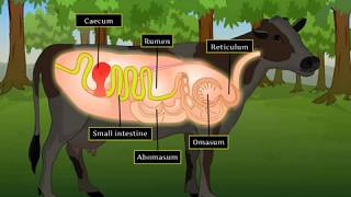 Digestion in Grass Eating Animals  Macmillan Education India [upl. by Arret246]