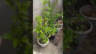 Homemade and Powerful Insecticide for plants [upl. by Tnert]