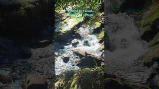 Shimna River Tollymore Forest Park Newcastle NI Filmed by Vivian Smiling on 17 Sept 2024 [upl. by Lyndsie]