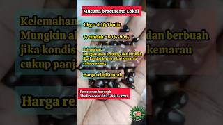 JANGAM SALAH YA  Beda Mucuna bractheata [upl. by Minnnie]