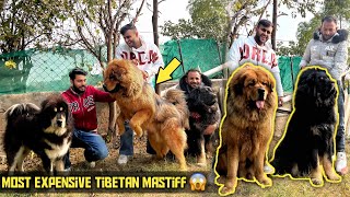 Tibetan Mastiff Farm in India 😱 worth Crores🤯 [upl. by Clemente]