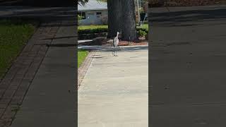 Sandhill Crane Pair Mated for Life Saunter on Sidewalk to Live Oak at Solary Park Oviedo Florida [upl. by Nossah588]