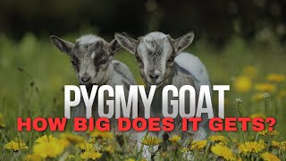 How Big Does A Pygmy Goat Gets [upl. by Voe]