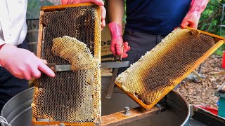 How to Harvest Honey  台灣蜂蜜採收  Taiwan Bee Master [upl. by Torruella]