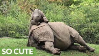 Energetic baby rhino begs mom to play with him [upl. by Annauqal663]