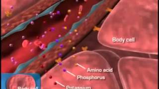 Diabetes Pathophysiology [upl. by Anne319]