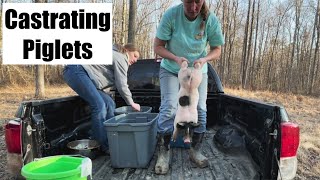 Castrating Piglets At 3 Weeks MUCH Easier Than Last Time [upl. by Meredeth]